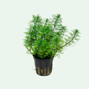 Myriophyllum mattogrossense