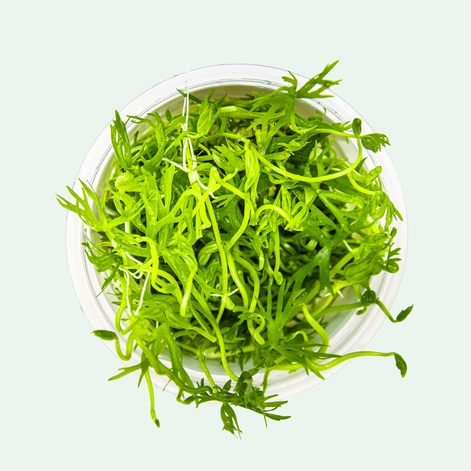 Ranunculus inundatus - Invitro