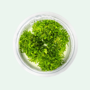 Riccardia chamedryfolia - Invitro