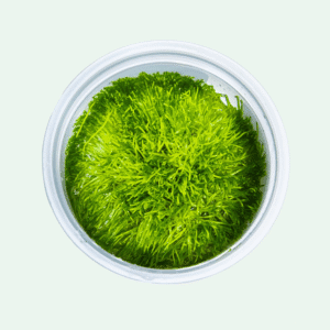 Riccia fluitans - Invitro