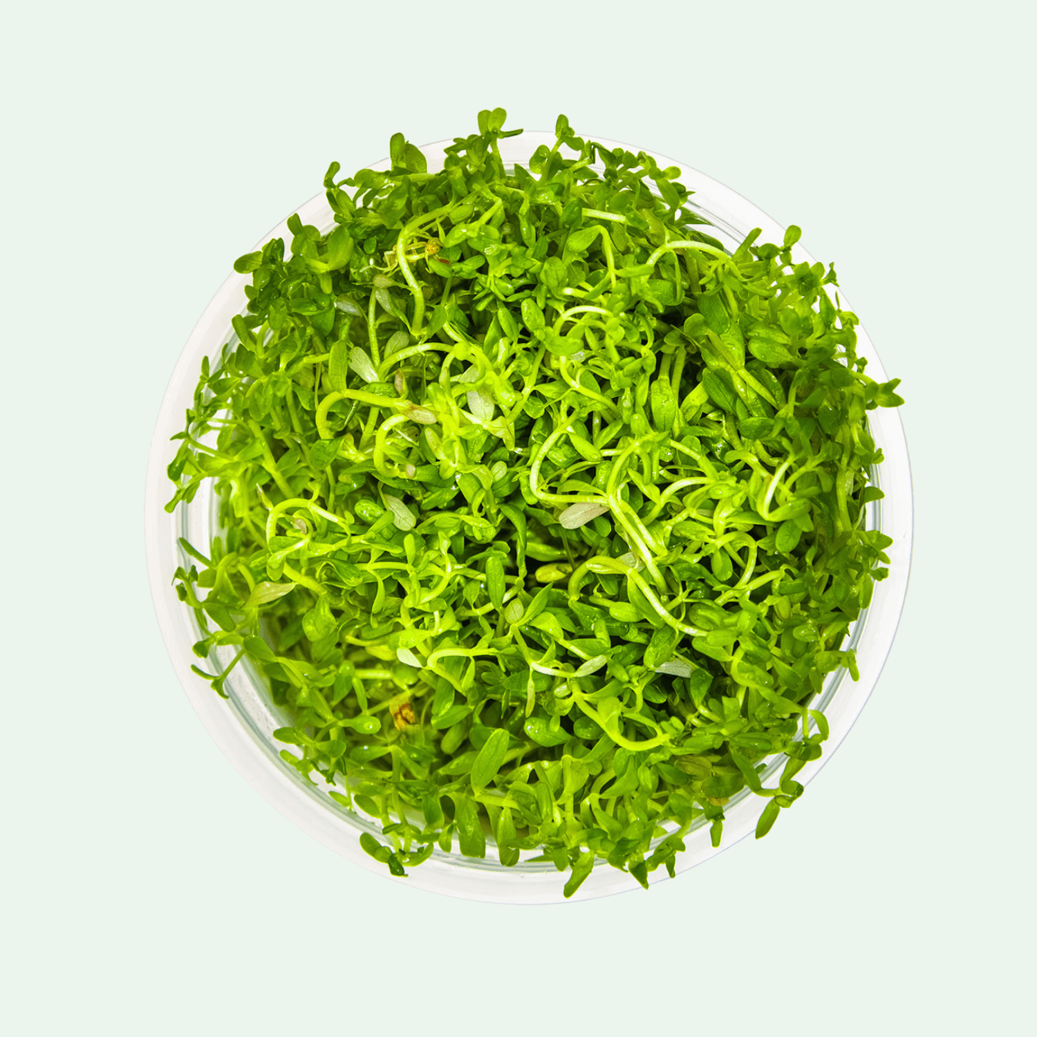 Rotala rotundifolia 'H'ra' - Invitro