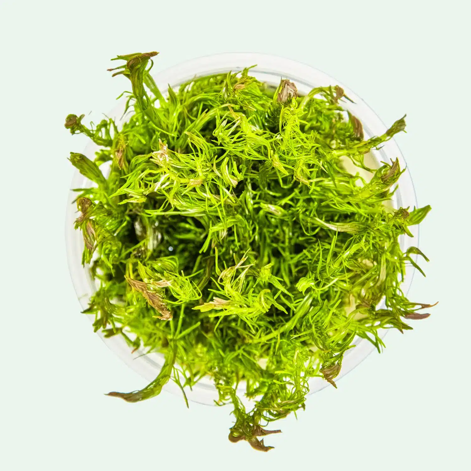 Rotala wallichii - Invitro