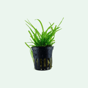 Sagittaria subulata