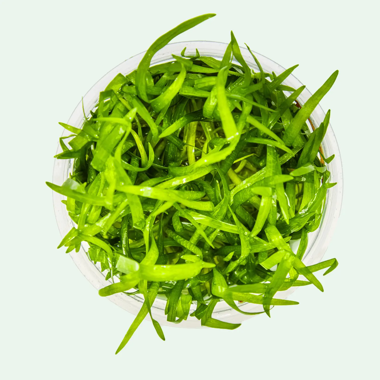 Sagittaria subulata - Invitro