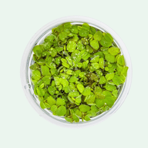 Salvinia minima - Invitro