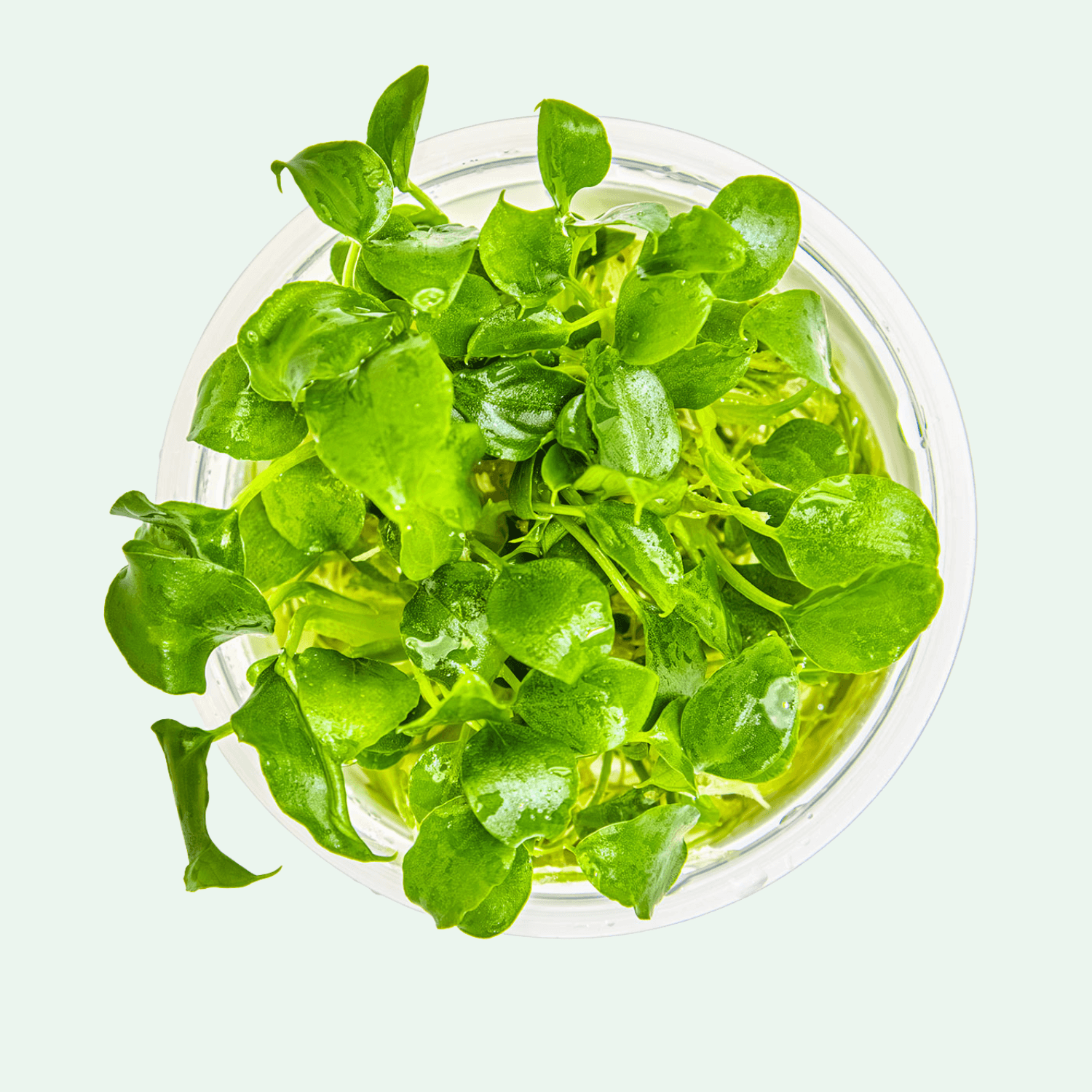 Schismatoglottis prietoi - Invitro