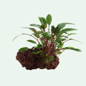 Stendekor - Cryptocoryne beckettii 'Petchii'
