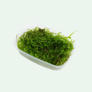 Taxiphyllum barbieri 'Bogor Moss'