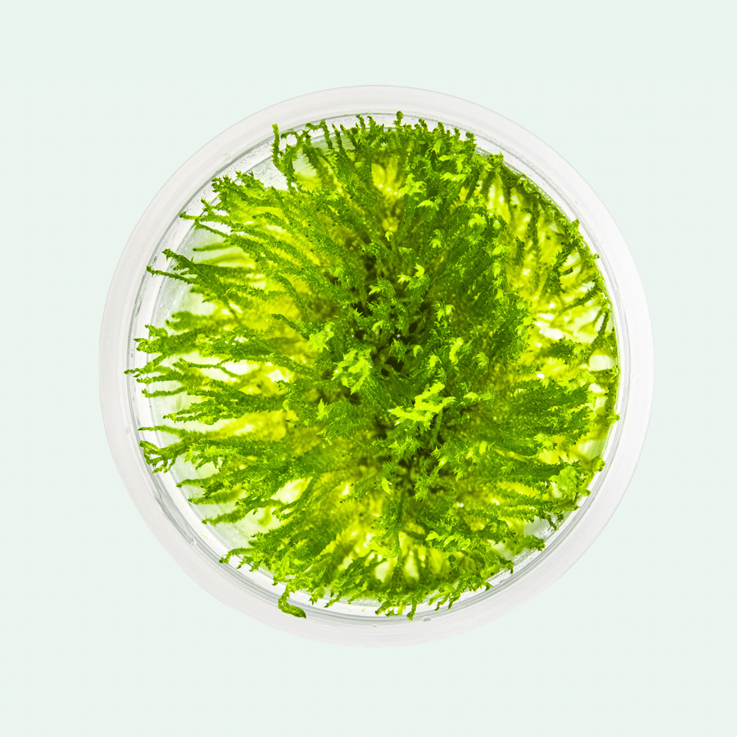 Taxiphyllum sp. 'Spiky Moss' - Invitro