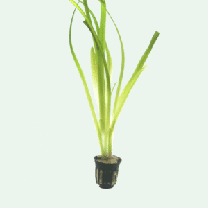 Vallisneria americana 'Gigantea'