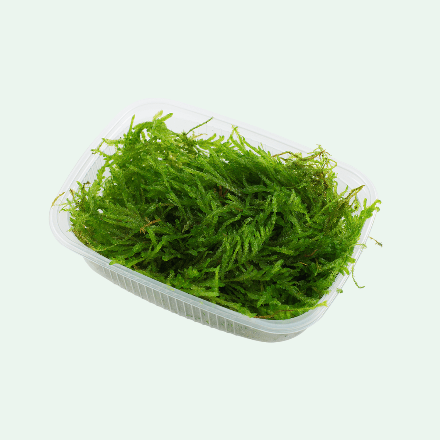 Vesicularia ferriei 'Weeping Moss'