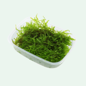 Vesicularia montagnei 'Christmas Moss'