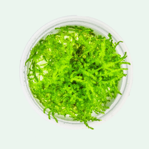 Vesicularia montagnei 'Christmas Moss' - Invitro