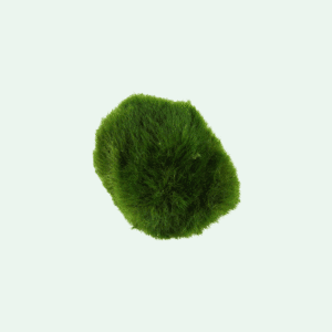 Aegagropila linnaei marimoboll – produktbild