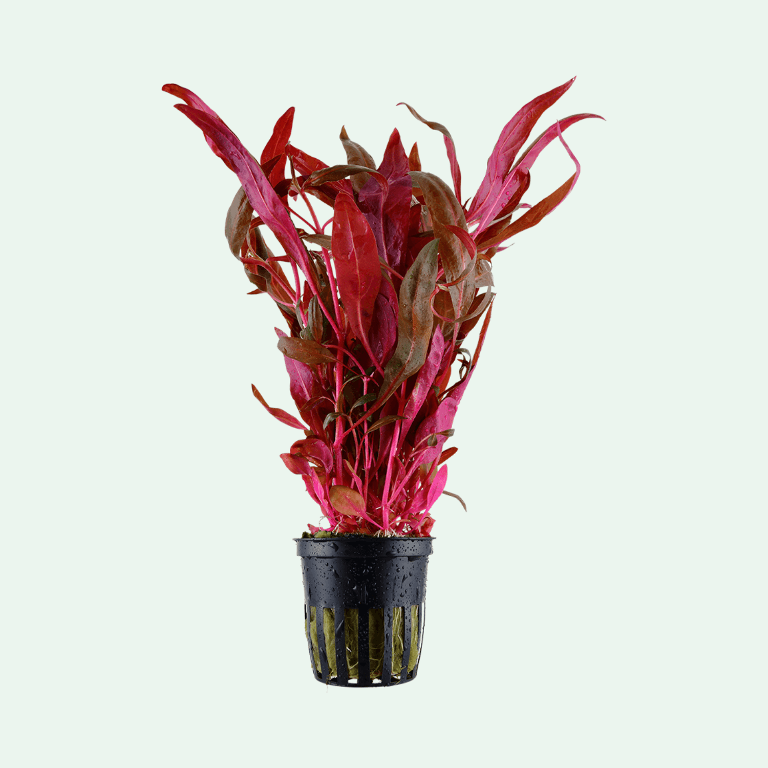 Alternanthera reineckii Pink (Rosaefolia) akvarieväxt – produktbild