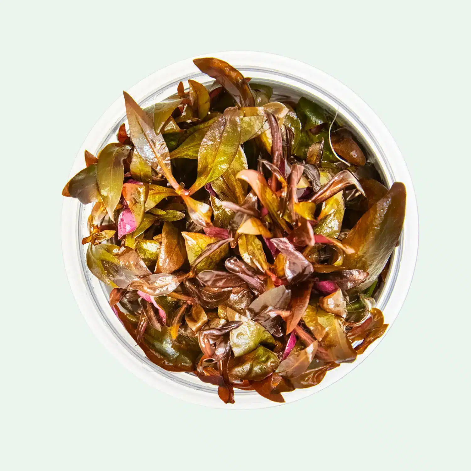 Alternanthera reineckii ‘Mini’ Invitro – kompakt röd akvarieväxt