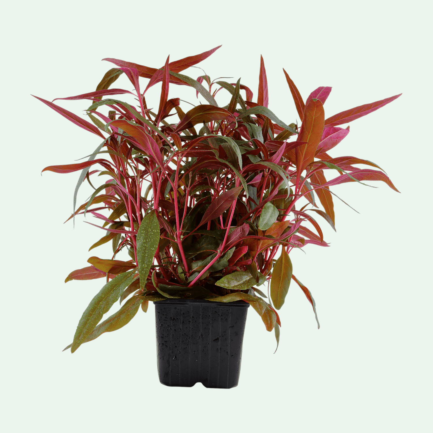 Alternanthera reineckii ‘Rosaefolia’ XL – moderplanta med rosa blad