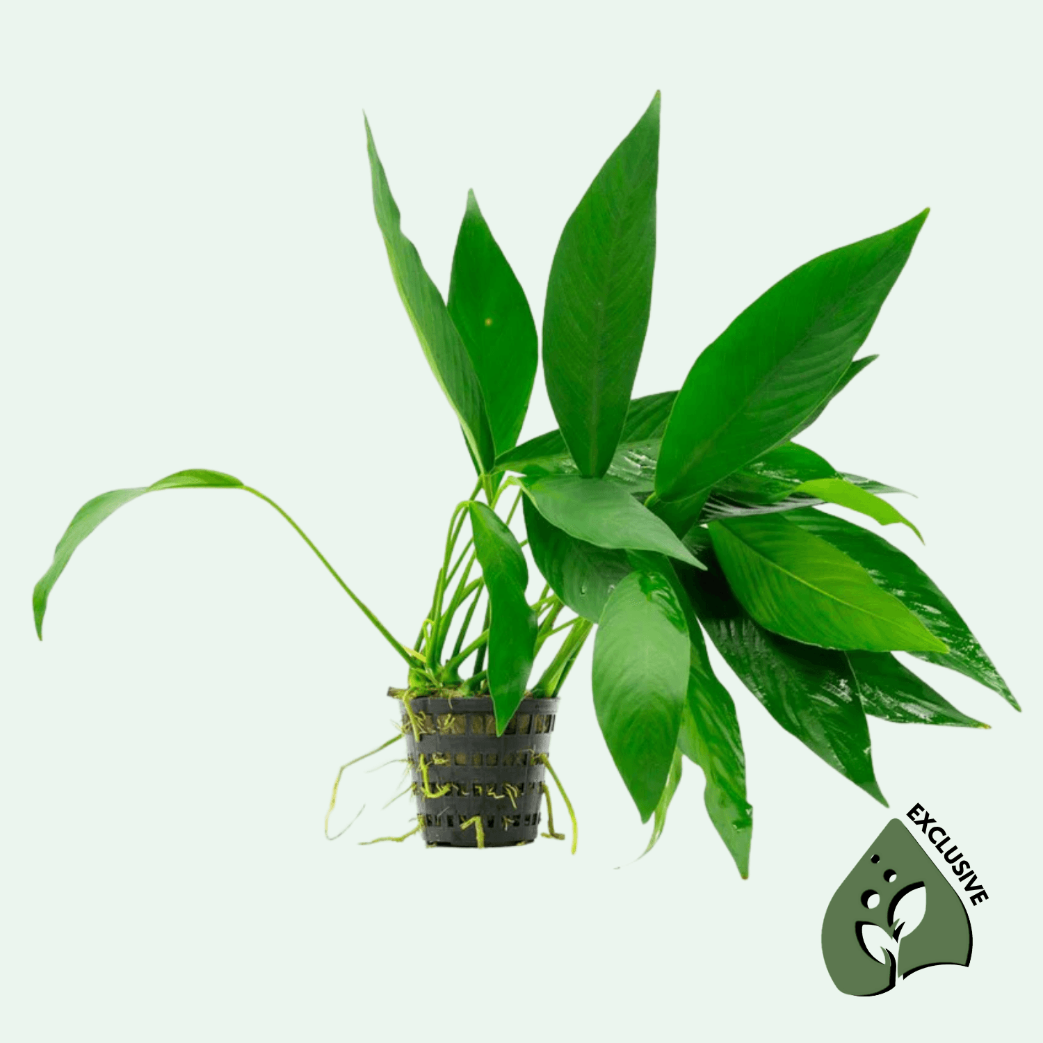 Anubias Congensis XL