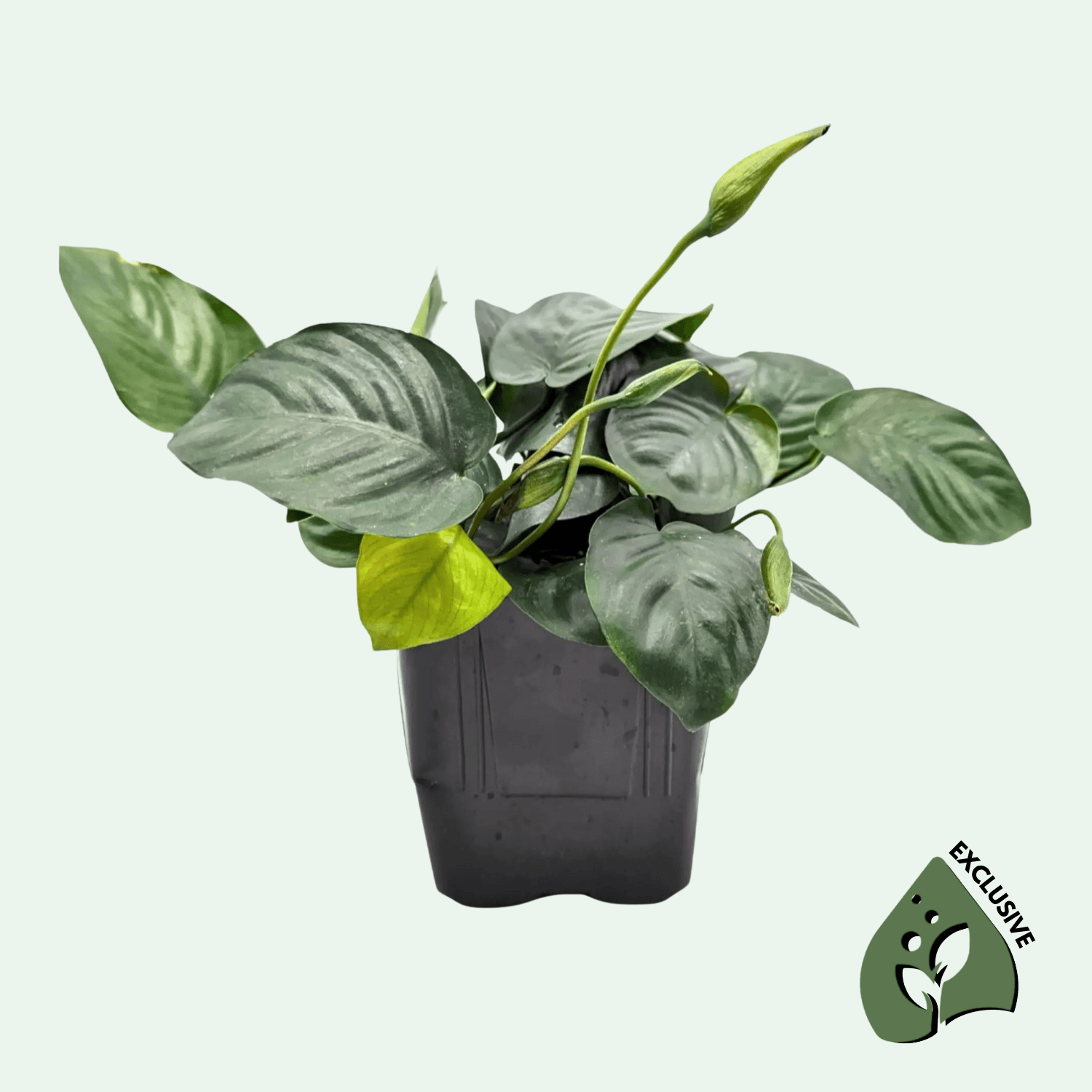 Anubias barteri var. nana XL