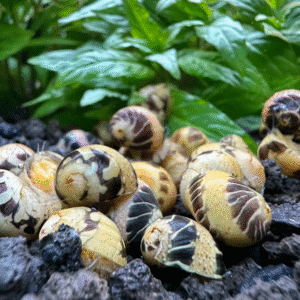 Mini Marble Snäcka (Clithon sowerbianum)