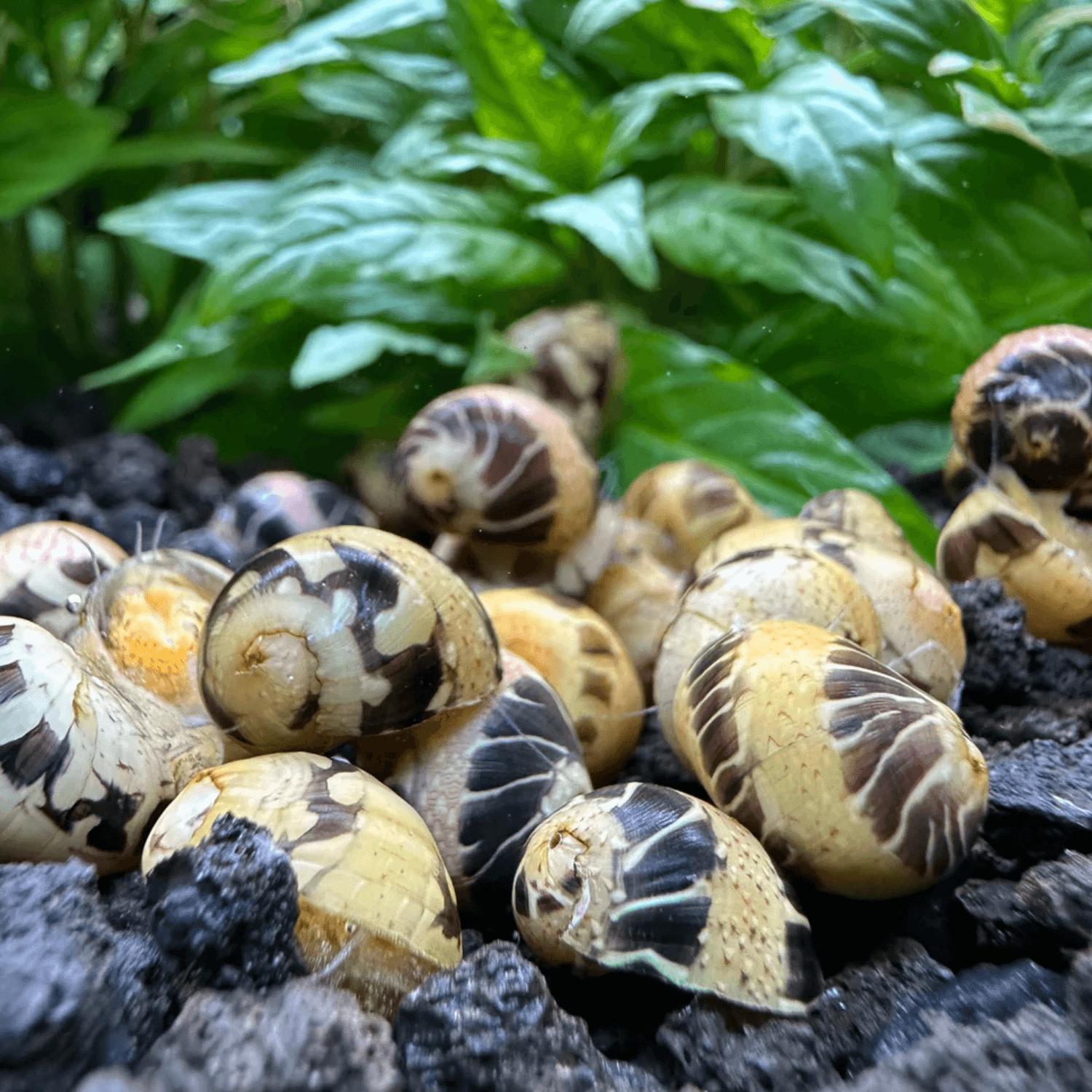 Mini Marble Snäcka (Clithon sowerbianum)