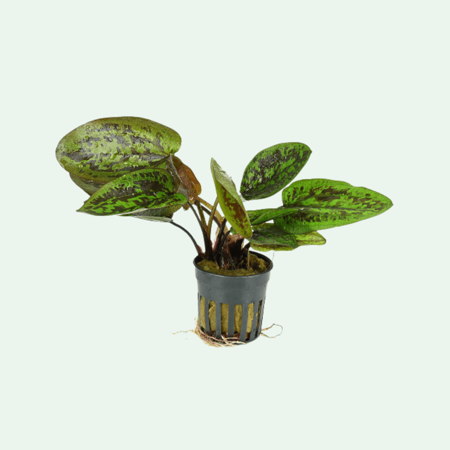 Echinodorus Chocolate Marble