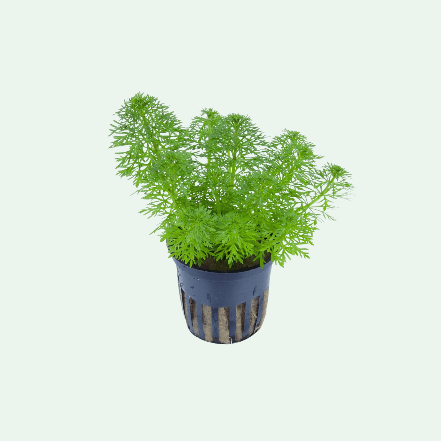 Limnophila heterophylla