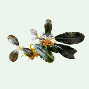 Bucephalandra ‘Blue Bell’ - Signature Collection