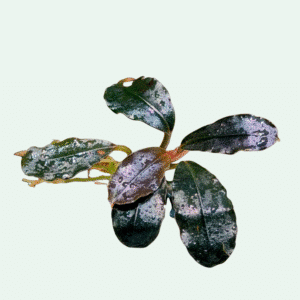 Bucephalandra ‘Black Angel’ - Signature Collection