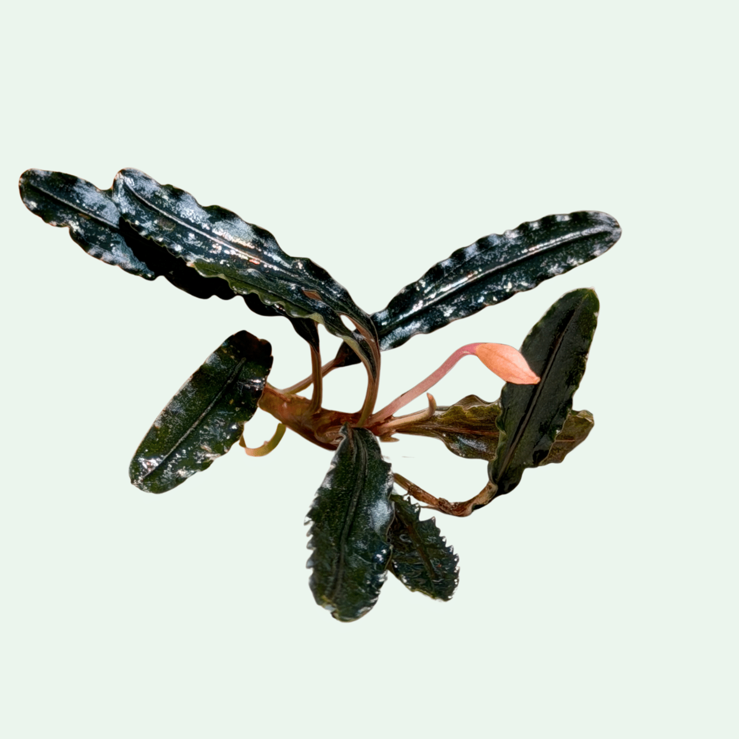 Bucephalandra ‘Dark Velvet’ - Signature Collection