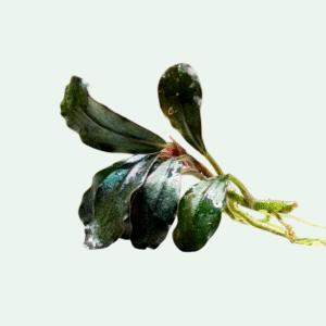 Bucephalandra ‘Ghost 2015’ - Signature Collection