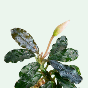 Bucephalandra ‘Kir Royal’ - Signature Collection