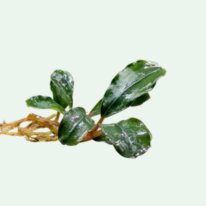 Bucephalandra ‘Majestic’ - Signature Collection