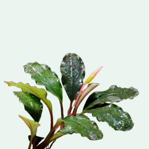 Bucephalandra ‘Mukok’ - Signature Collection