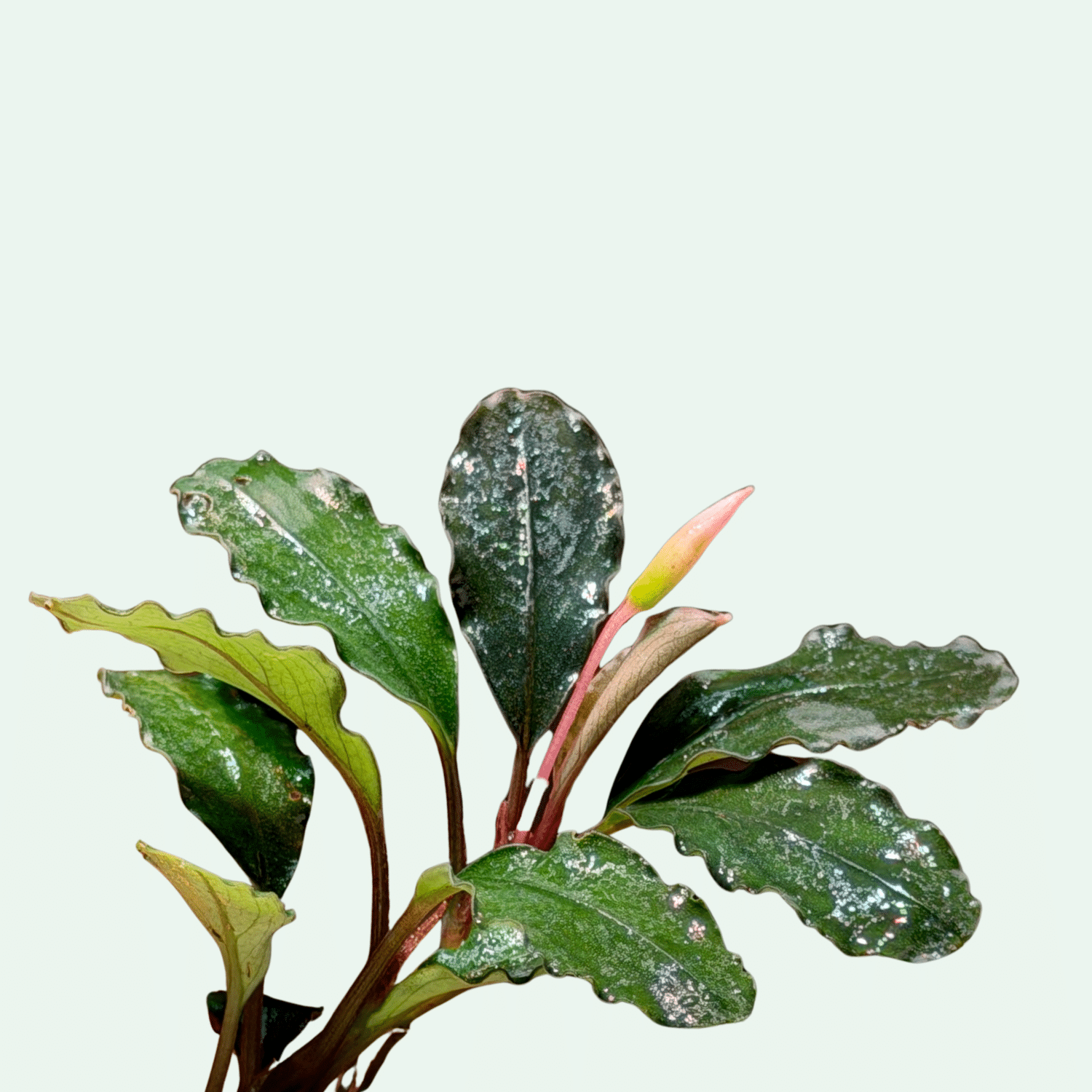 Bucephalandra ‘Mukok’ - Signature Collection