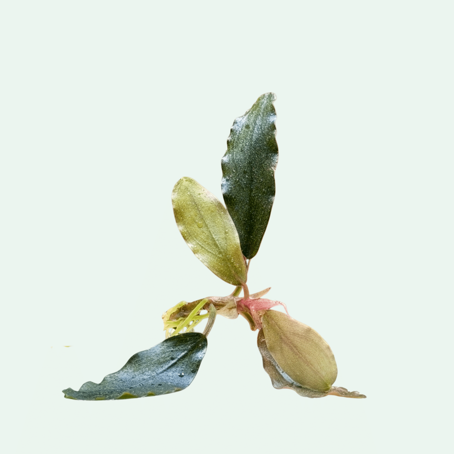 Bucephalandra ‘Nanga Pinho Red’ - Signature Collection