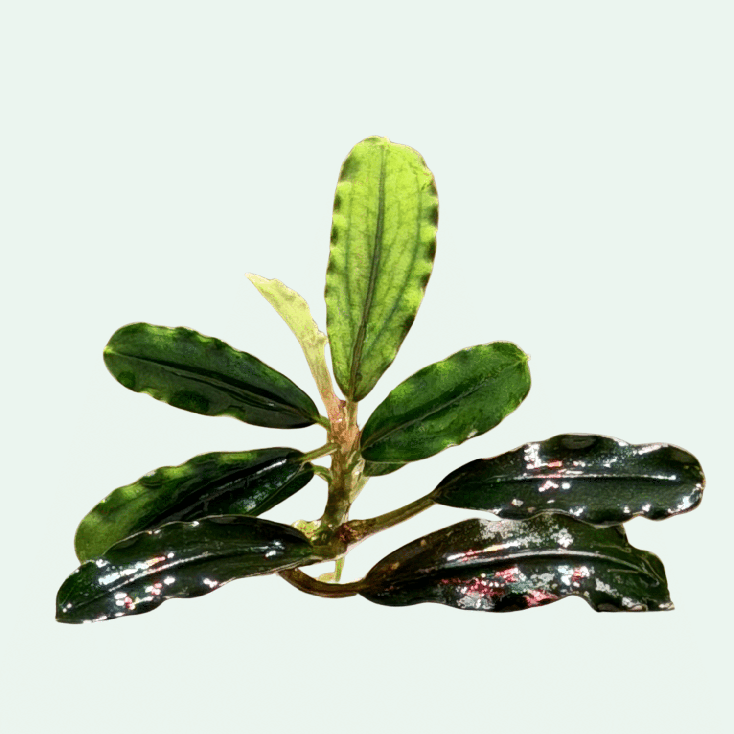 Bucephalandra ‘Narcissus Blue’ - Signature Collection