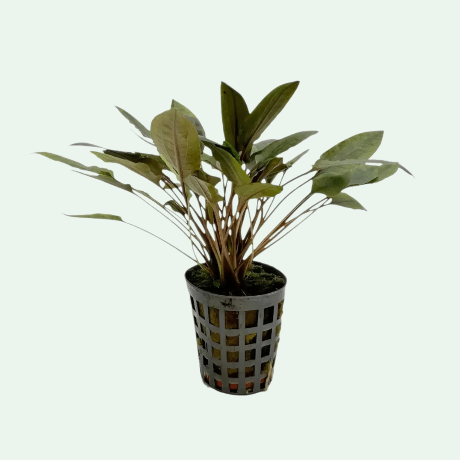 Cryptocoryne moehlmannii