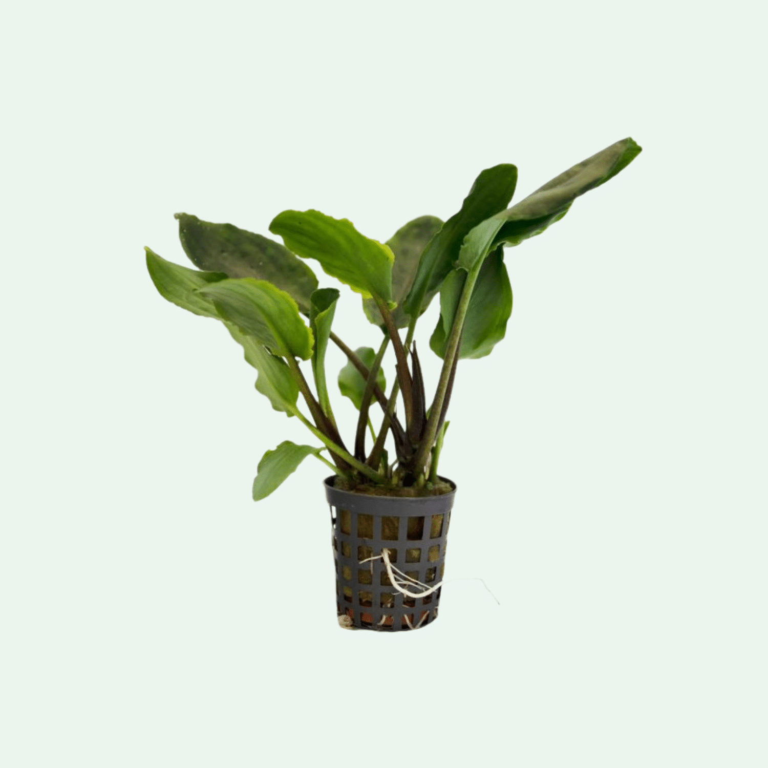 Lagenandra meeboldii ‘Green’