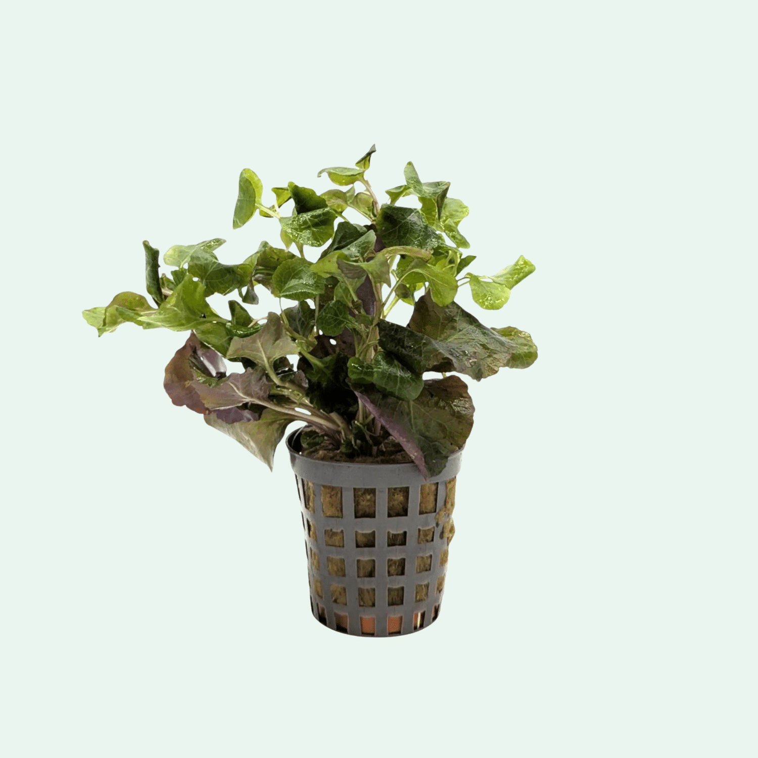 Lobelia Cardinalis Wavy