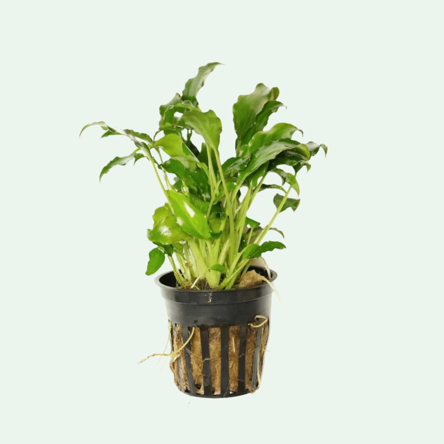 Schismatoglottis Prietoi