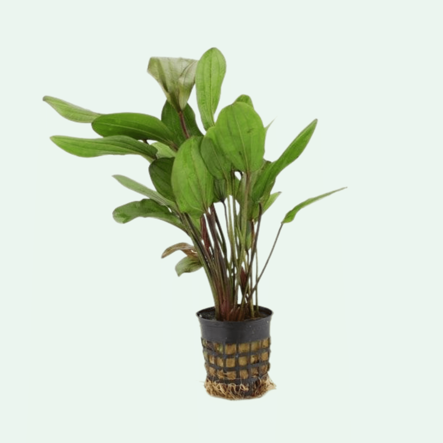 Echinodorus ‘Chrileni’