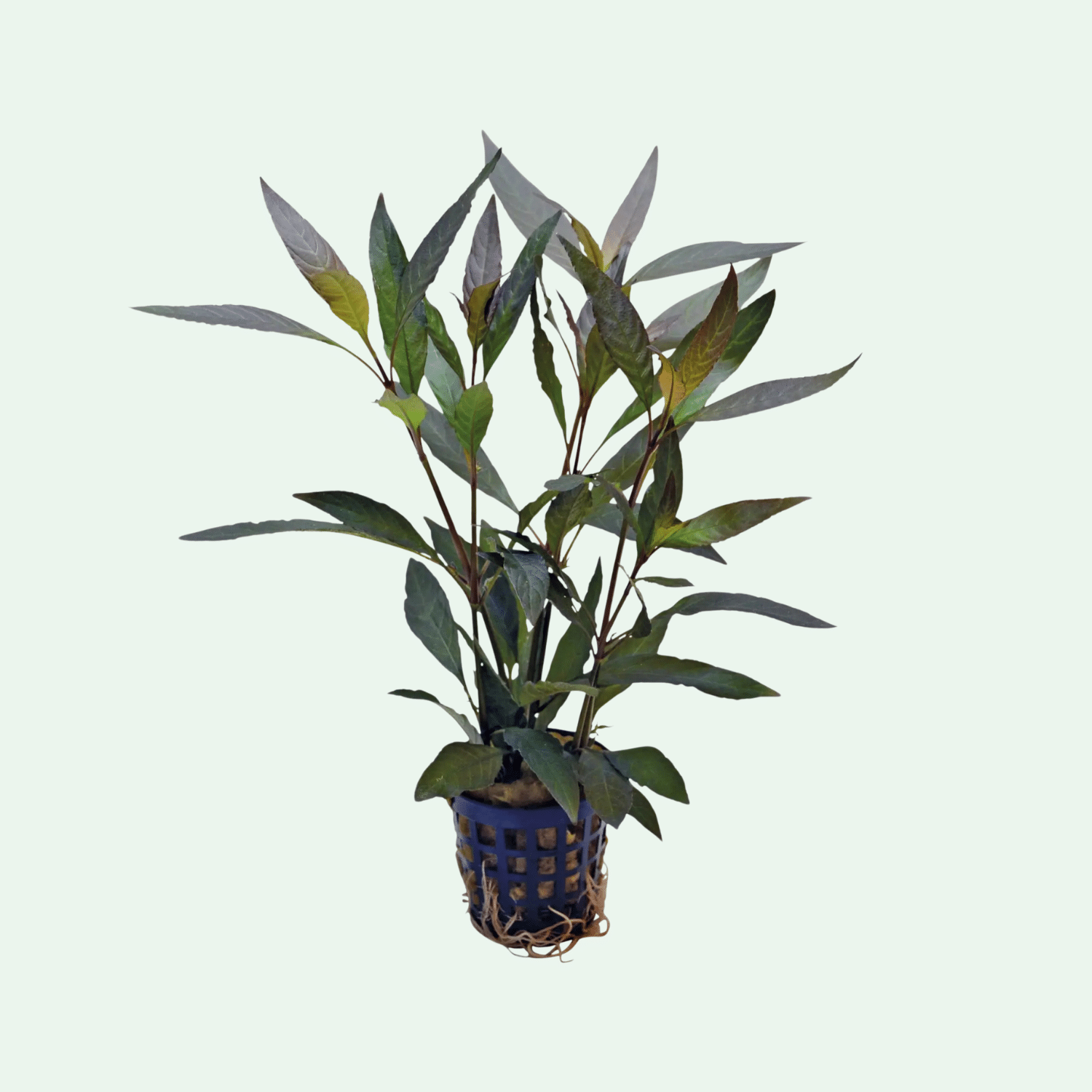 Hygrophila Guanensis