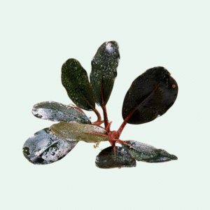 Bucephalandra ‘Purple Blossom’ - Signature Collection