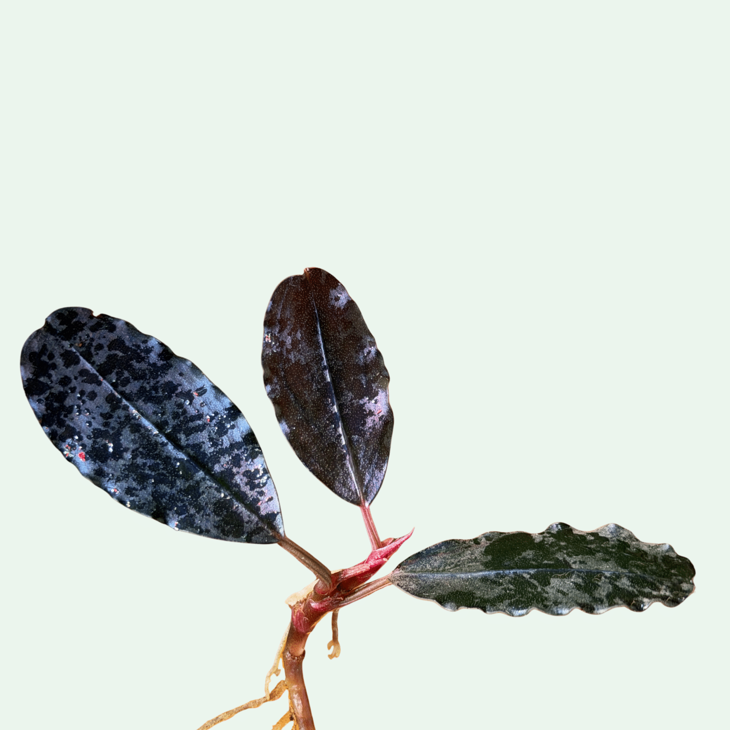 Bucephalandra ‘Red Princess’ - Signature Collection