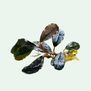 Bucephalandra ‘Red Blade’ - Signature Collection