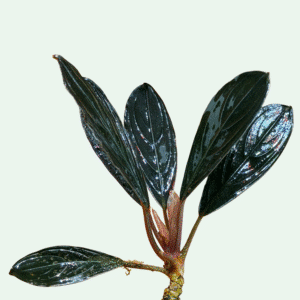 Bucephalandra ‘Skeleton King Narrow’ - Signature Collection