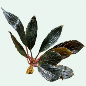 Bucephalandra ‘Skeleton King Red’ - Signature Collection