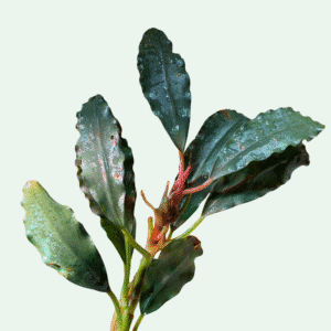 Bucephalandra ‘Silver Powder’ - Signature Collection