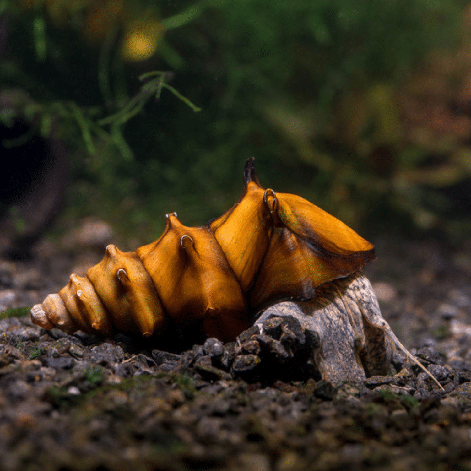 Pagodsnäcka (Brotia pagodula)